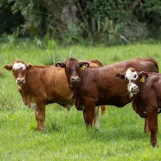 thumbnail for publication: Cattle
